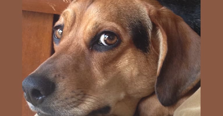 Buddy, a Beagle and Basset Hound mix tested with EmbarkVet.com