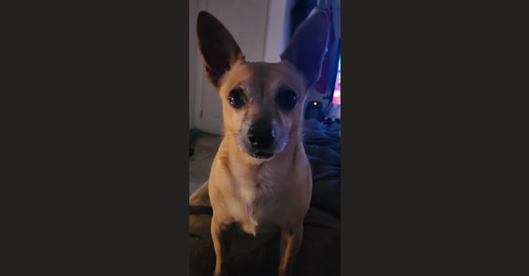 Rocky, a Chihuahua and Pomeranian mix tested with EmbarkVet.com