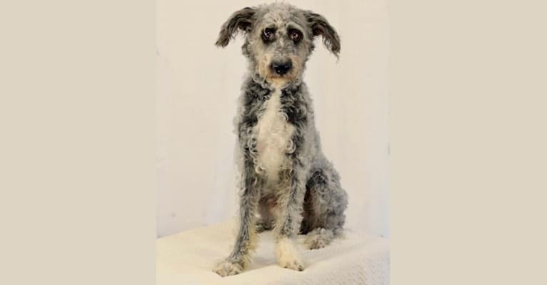 Photo of Dalton McOreo, a Poodle (Standard) and American Pit Bull Terrier mix in Fort Worth, Texas, USA