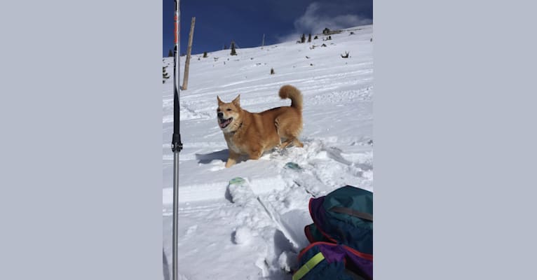 Photo of Fritz, a Chow Chow, Australian Cattle Dog, Pomeranian, Rottweiler, Collie, and Mixed mix in Breckenridge, Colorado, USA
