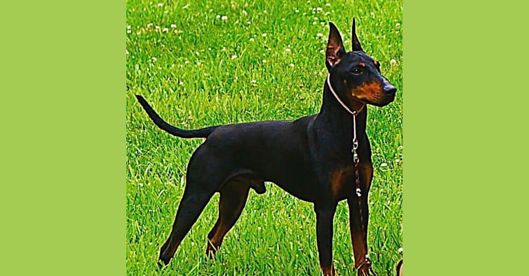 JJ, a Manchester Terrier (Standard) tested with EmbarkVet.com