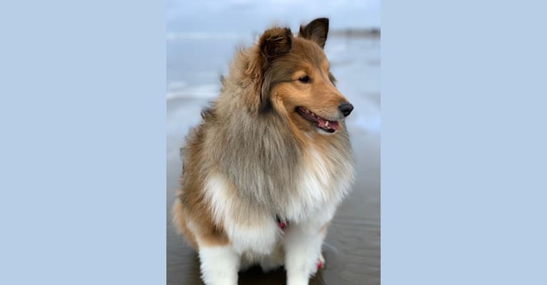 Wynnie, a Shetland Sheepdog tested with EmbarkVet.com