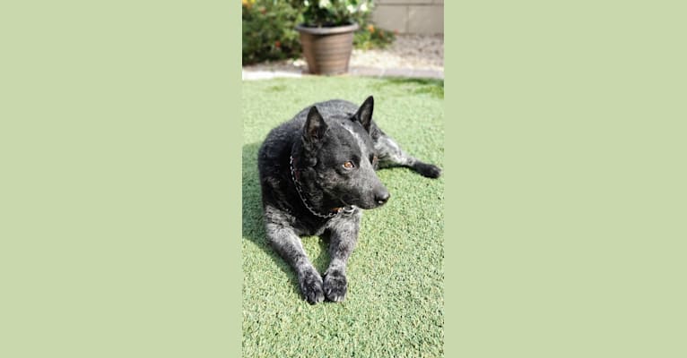 Max, an Australian Cattle Dog and Pug mix tested with EmbarkVet.com