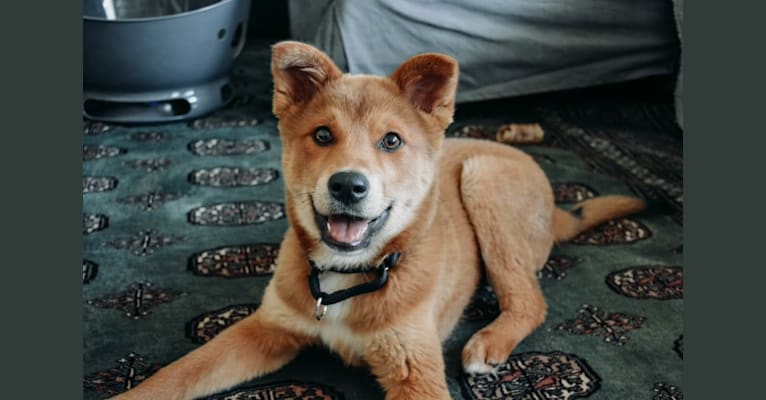Maddox, an East Asian Village Dog tested with EmbarkVet.com