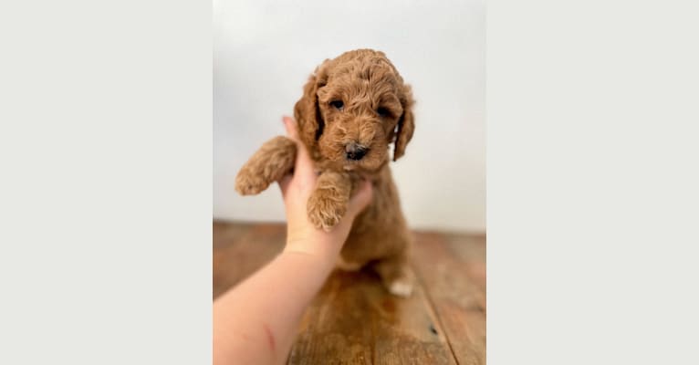 Ginny, a Goldendoodle tested with EmbarkVet.com