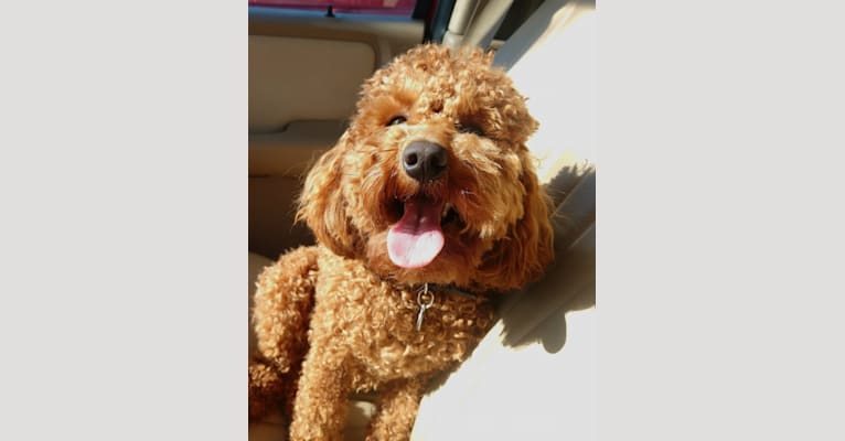 Photo of Parker, a Poodle (Small) 