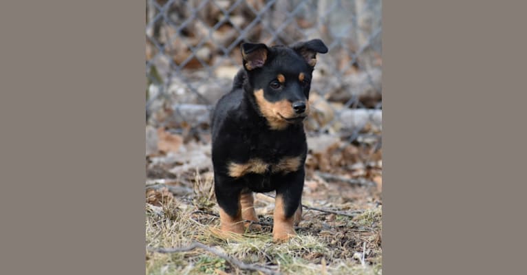 Bernie, a Lancashire Heeler tested with EmbarkVet.com