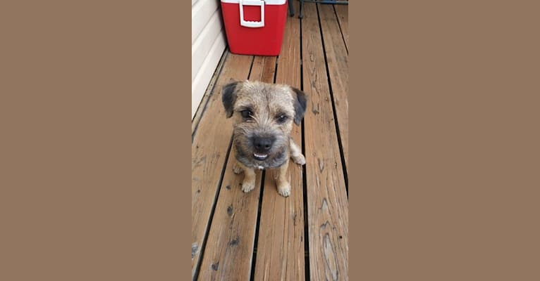 Journey, a Border Terrier tested with EmbarkVet.com