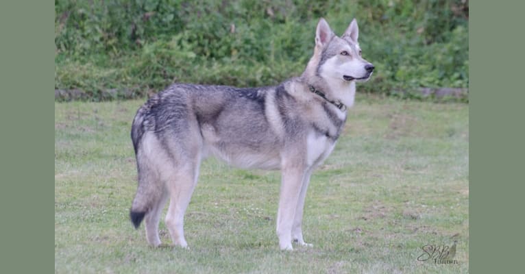 Dallas, a Saarloos Wolfdog tested with EmbarkVet.com
