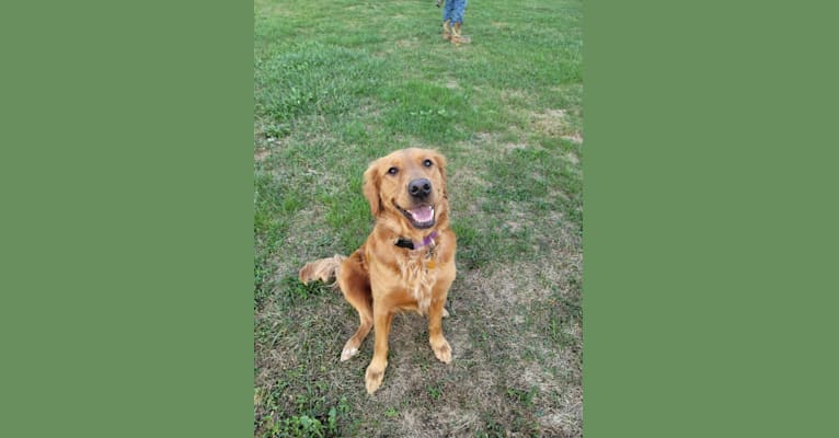 Photo of Ellie, a Golden Retriever  in Middleburg, Pennsylvania, USA