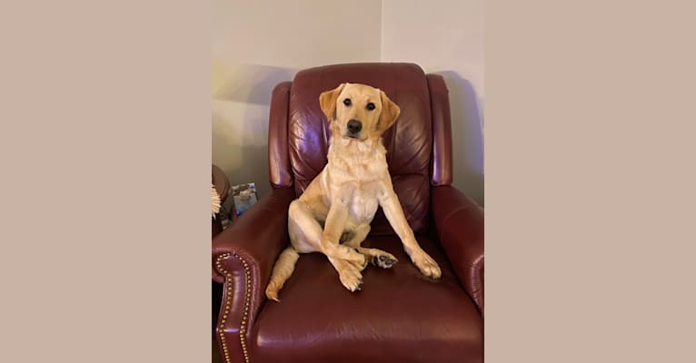 Walton, a Labrador Retriever and Beagle mix tested with EmbarkVet.com