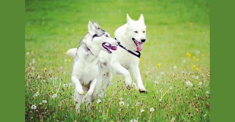 Whisper, a German Shepherd Dog and Siberian Husky mix tested with EmbarkVet.com