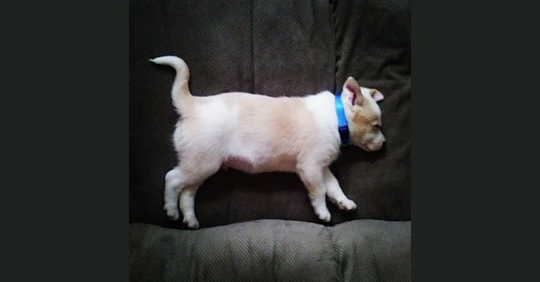 Axel, an Australian Cattle Dog and Australian Shepherd mix tested with EmbarkVet.com