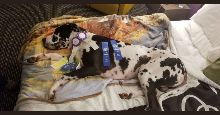 Wesley, a Great Dane tested with EmbarkVet.com