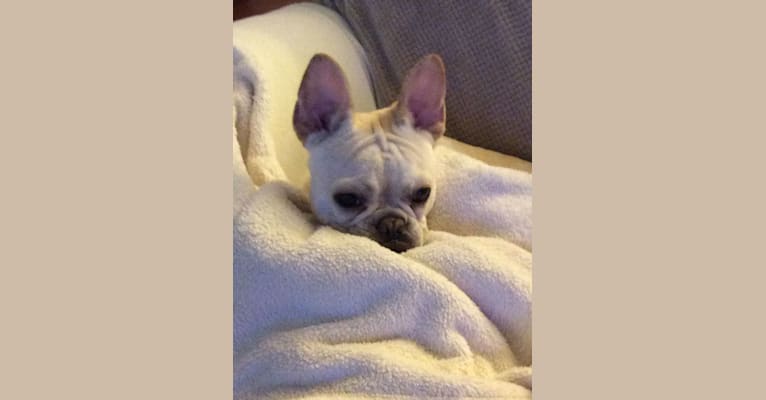 Pierre, a French Bulldog (5.2% unresolved) tested with EmbarkVet.com