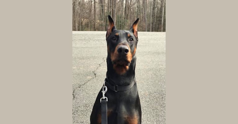 Trinity's Young Blood, a Doberman Pinscher tested with EmbarkVet.com