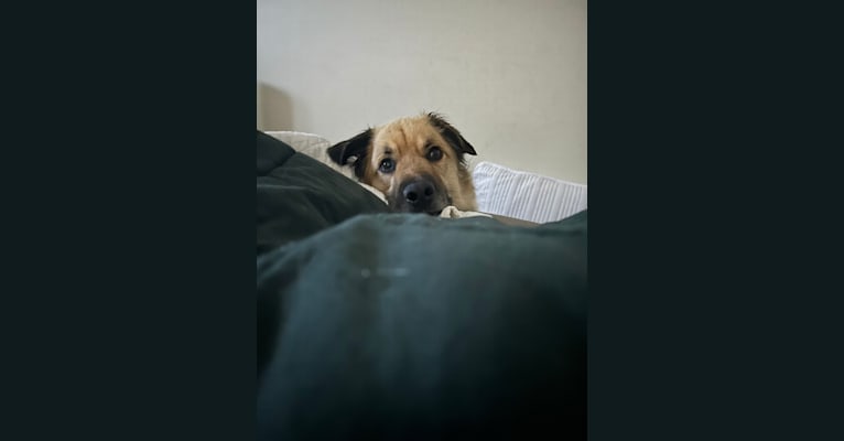 Hank, a German Shepherd Dog and Rottweiler mix tested with EmbarkVet.com