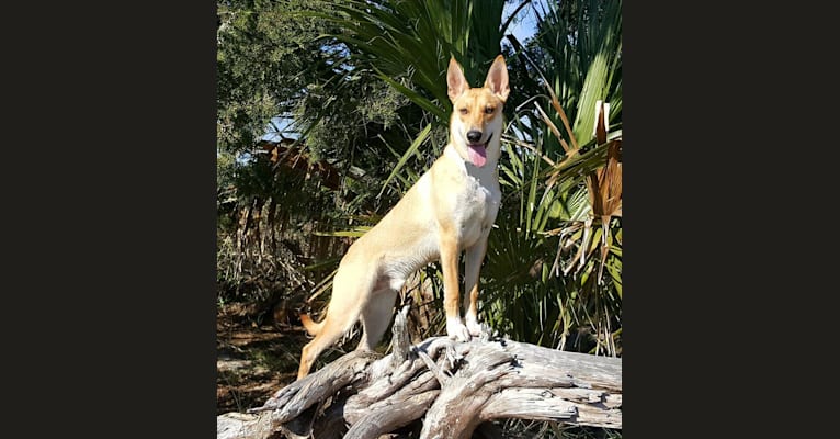 Photo of Tanka, a Carolina Dog 