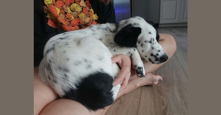 Rorschach, a Labrador Retriever and German Shepherd Dog mix tested with EmbarkVet.com