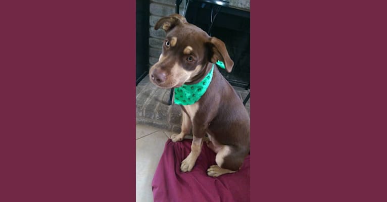 Tucker, a Labrador Retriever and Staffordshire Terrier mix tested with EmbarkVet.com