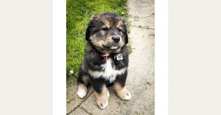 Athena, an Alaskan Malamute and Bernese Mountain Dog mix tested with EmbarkVet.com