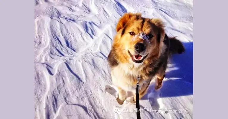 walt, a Central Asian Village Dog tested with EmbarkVet.com