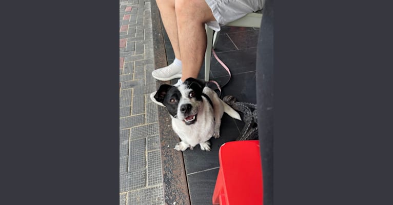 Photo of CC, a Chinese Village Dog and Pekingese mix in Hong Kong