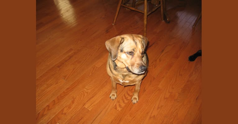 Callie, a Beagle and Golden Retriever mix tested with EmbarkVet.com