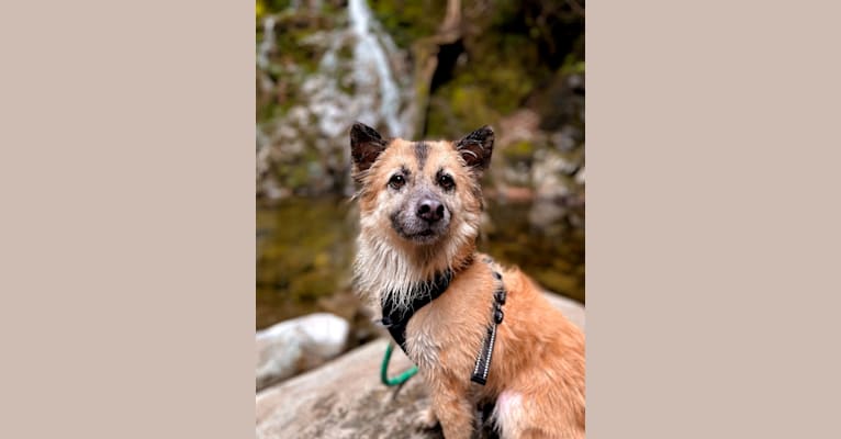 Photo of Sullivan, a Formosan Mountain Dog  in Taiwan