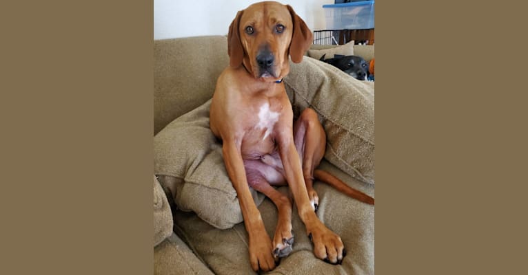 Gus, a Redbone Coonhound and American Pit Bull Terrier mix tested with EmbarkVet.com