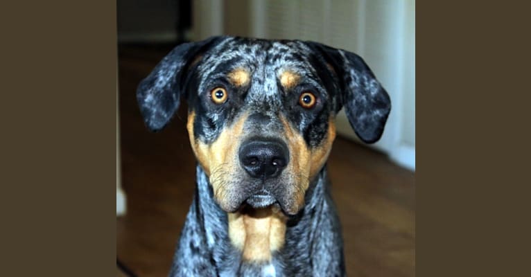 Roux, a Catahoula Leopard Dog tested with EmbarkVet.com