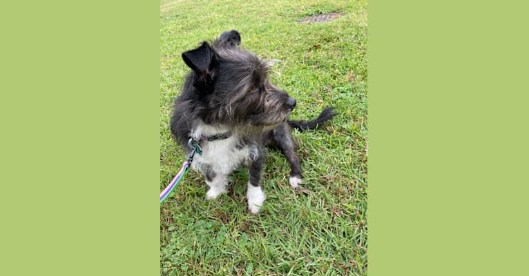 Photo of Bluebelle, a Russell-type Terrier, American Staffordshire Terrier, American Pit Bull Terrier, and Pekingese mix in Savannah, GA, USA