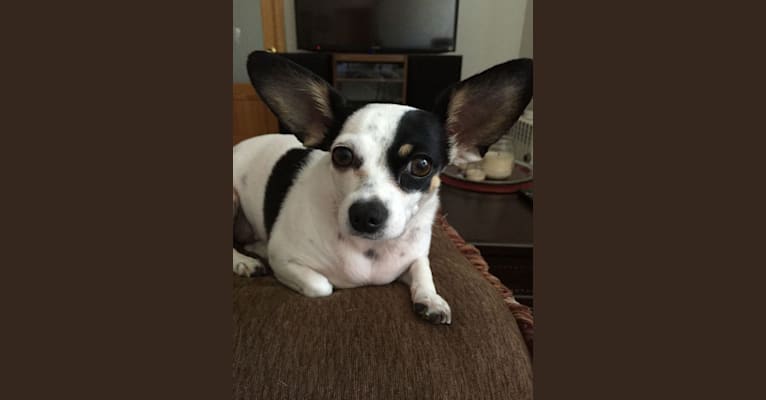 Mona, a Chihuahua and Dachshund mix tested with EmbarkVet.com