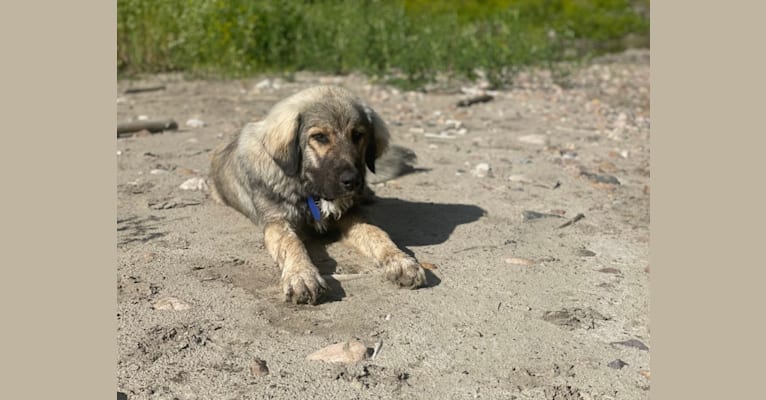 Rune, a Sarplaninac tested with EmbarkVet.com