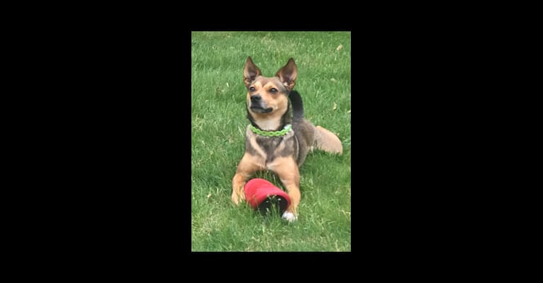 Naomi, a Pomeranian and Rat Terrier mix tested with EmbarkVet.com