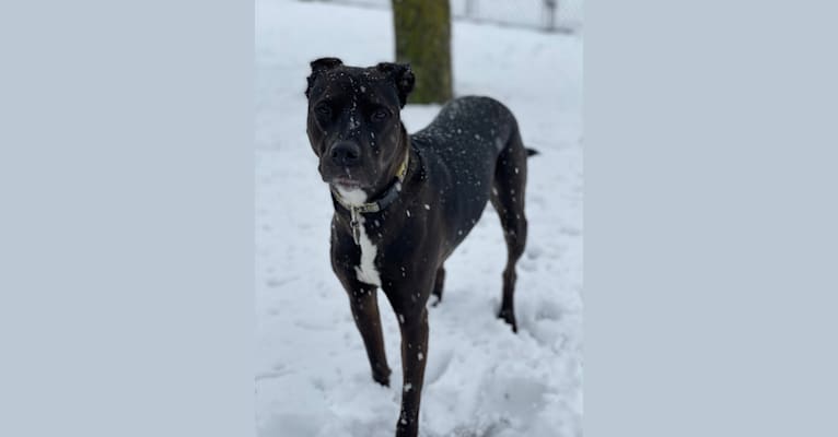 Axel, a Staffordshire Terrier and Rottweiler mix tested with EmbarkVet.com