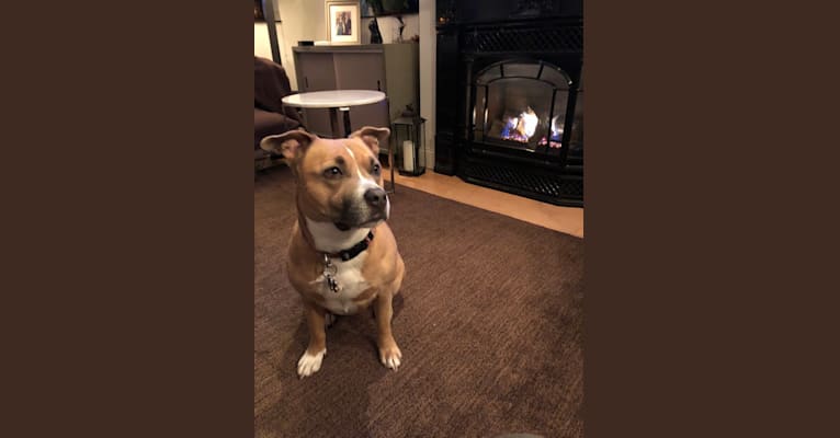 Photo of Sophie, an American Staffordshire Terrier and American Pit Bull Terrier mix in New Bedford, Massachusetts, USA