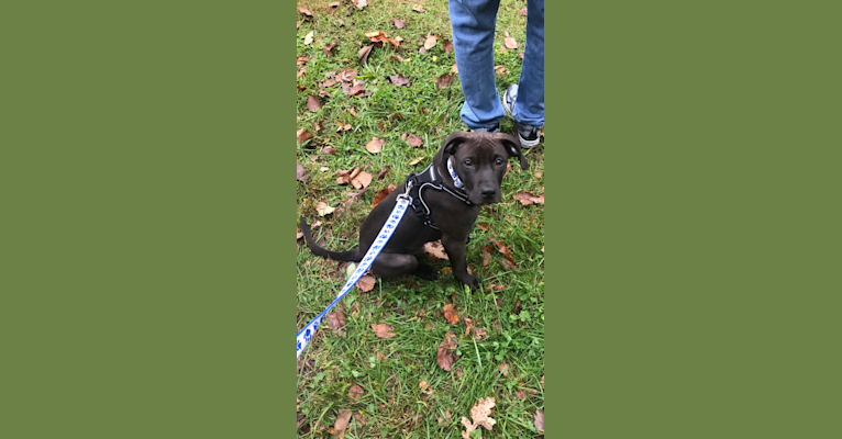 Photo of Kevlar, a Catahoula Leopard Dog, Mountain Cur, Labrador Retriever, and Mixed mix in Friends of Strays Inc, North Main Street, Princeton, IL, USA