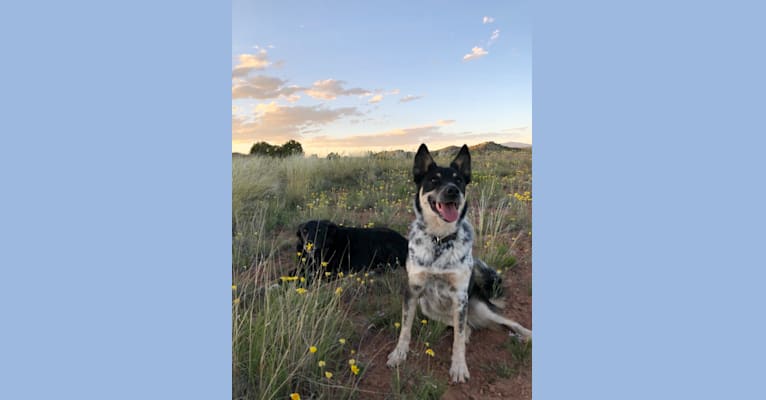 Juno, an Australian Cattle Dog and Australian Shepherd mix tested with EmbarkVet.com