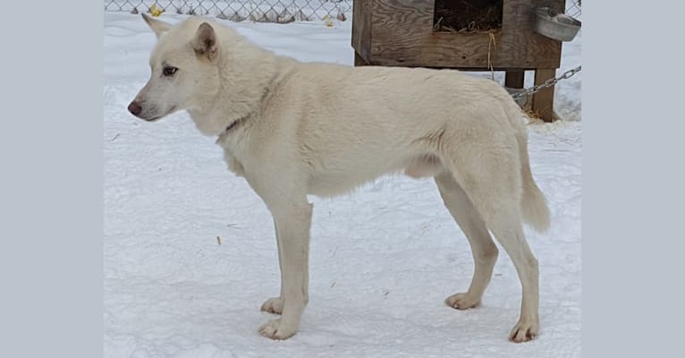 Ollie, a Siberian Husky and Alaskan-type Husky mix tested with EmbarkVet.com