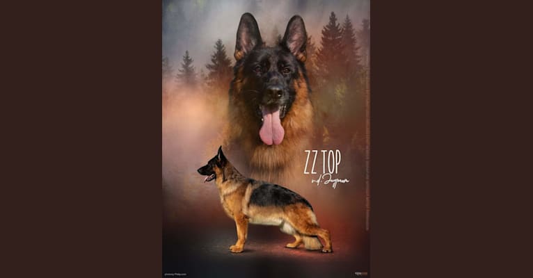 ZZ Top Von Der Jugprom, a German Shepherd Dog tested with EmbarkVet.com