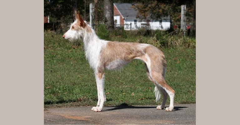 Nevaeh's Bedheaded Beauty, an Ibizan Hound tested with EmbarkVet.com