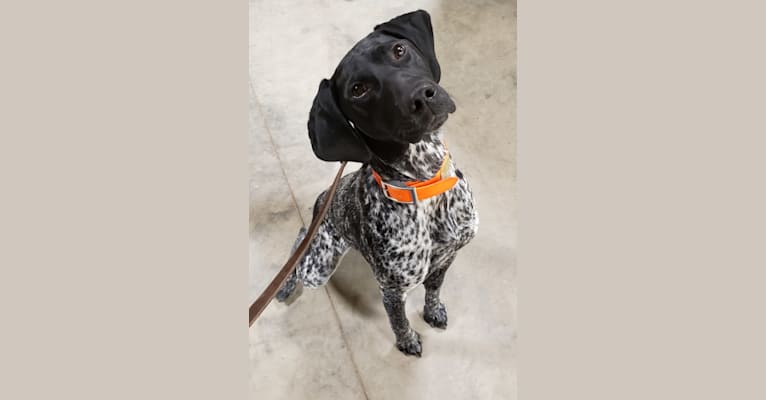 Hazel, a German Shorthaired Pointer tested with EmbarkVet.com