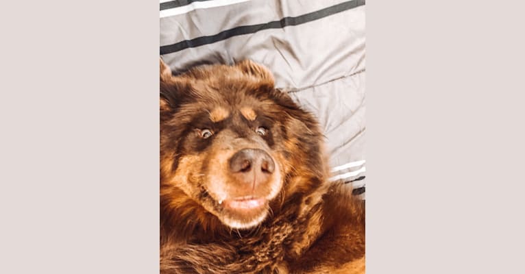Honey Bear, a Tibetan Mastiff tested with EmbarkVet.com
