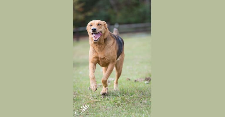 Rambo, a Labrador Retriever and Golden Retriever mix tested with EmbarkVet.com