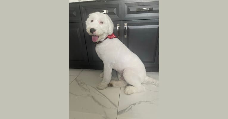 Flaco, an Old English Sheepdog (8.6% unresolved) tested with EmbarkVet.com