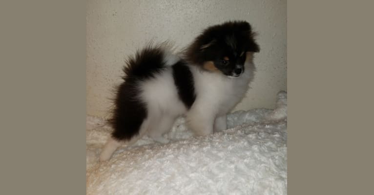 Remi, a Pomeranian tested with EmbarkVet.com