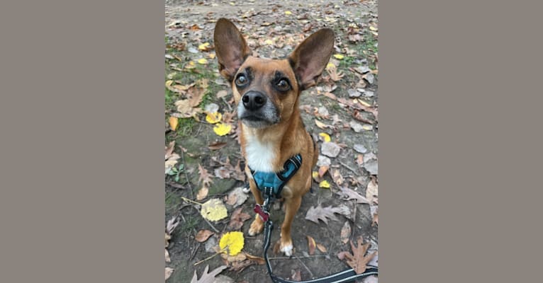 Louis, a Papillon and Chihuahua mix tested with EmbarkVet.com