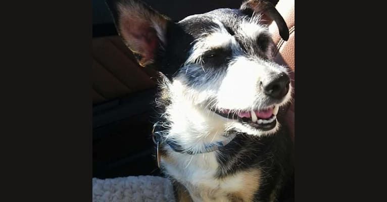 Photo of Sydney, a Russell-type Terrier, Australian Cattle Dog, Chihuahua, and Mixed mix in Wisconsin, USA
