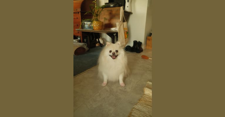 Stella, a Pomeranian tested with EmbarkVet.com